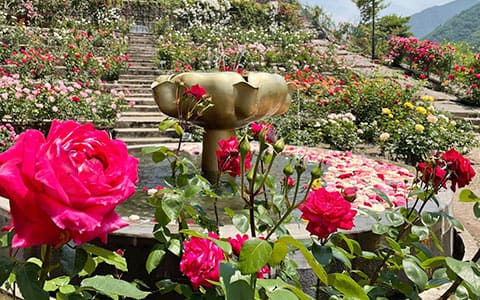 Image:Atsumi Onsen Rose Garden